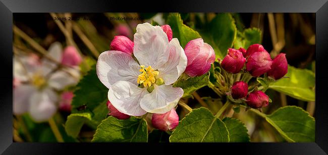 Apple Blossom Panorama Framed Print by Jim Jones
