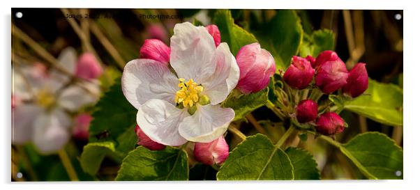 Apple Blossom Panorama Acrylic by Jim Jones
