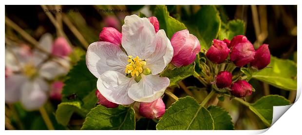 Apple Blossom Panorama Print by Jim Jones