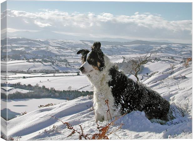 Snow Collie Canvas Print by Ian Collins