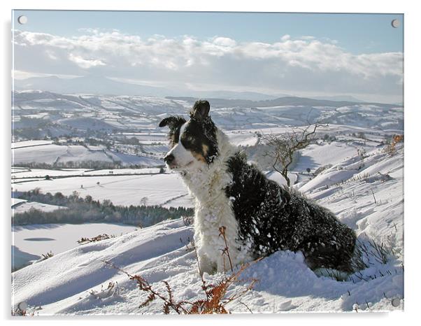 Snow Collie Acrylic by Ian Collins