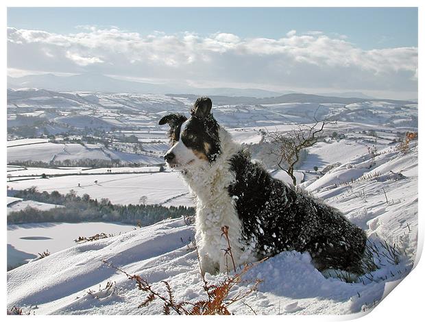 Snow Collie Print by Ian Collins
