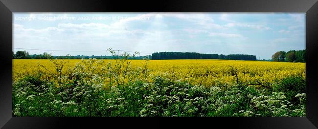 Panoramic Rapeseed Field View Framed Print by Stephen Pimm