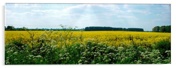 Panoramic Rapeseed Field View Acrylic by Stephen Pimm