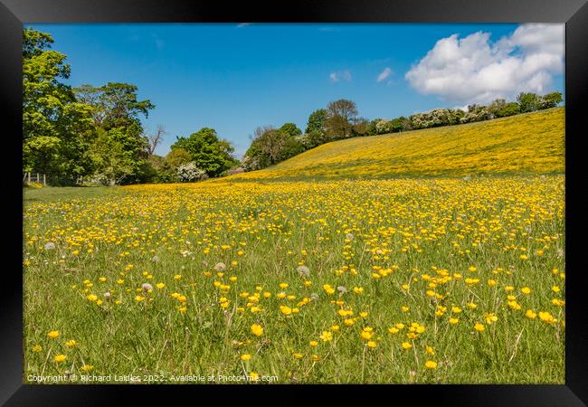 Buttercup Meadow Framed Print by Richard Laidler