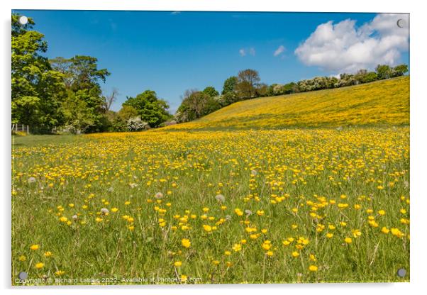 Buttercup Meadow Acrylic by Richard Laidler