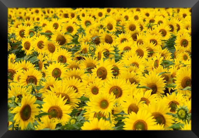 Sunflowers Framed Print by Graham Custance
