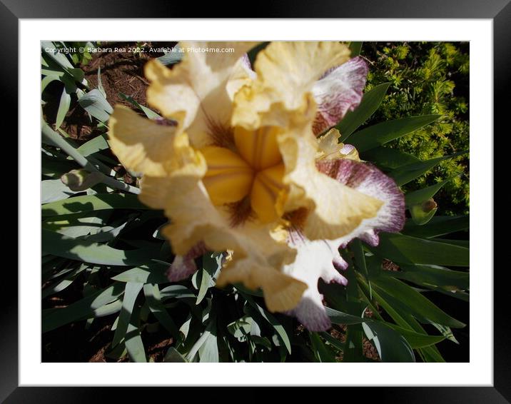 Plant flower Framed Mounted Print by Barbara Rea