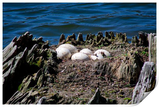 Canadian Goose Eggs Print by Craig Weltz