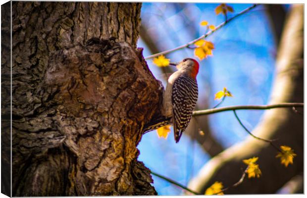 Woodpecker Canvas Print by Craig Weltz