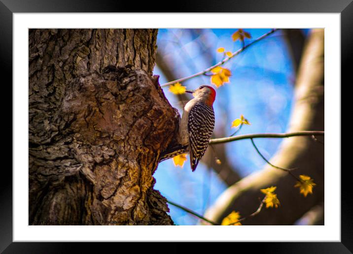Woodpecker Framed Mounted Print by Craig Weltz