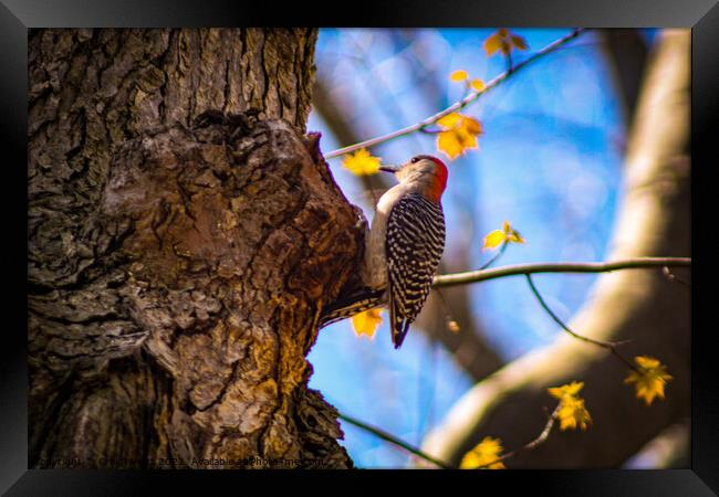 Woodpecker Framed Print by Craig Weltz