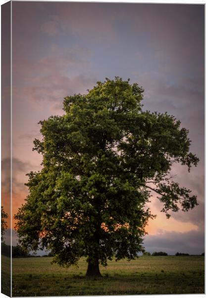 Majestic Oak in a Rural Kent Dusk Canvas Print by Jeremy Sage