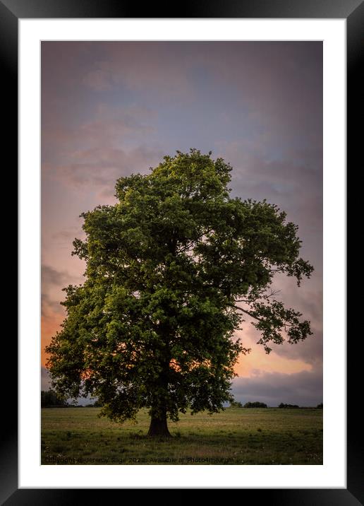 Majestic Oak in a Rural Kent Dusk Framed Mounted Print by Jeremy Sage