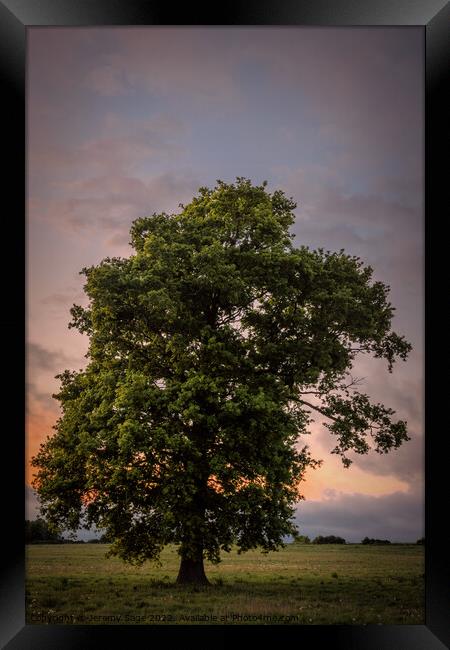 Majestic Oak in a Rural Kent Dusk Framed Print by Jeremy Sage