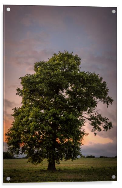 Majestic Oak in a Rural Kent Dusk Acrylic by Jeremy Sage