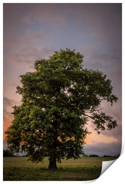 Majestic Oak in a Rural Kent Dusk Print by Jeremy Sage