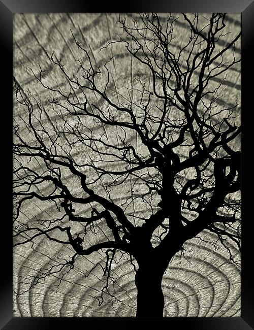 tree and wood Framed Print by Heather Newton