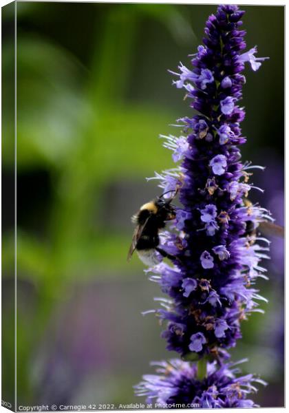 Pollination Dance: A Bumblebee's Delight Canvas Print by Carnegie 42