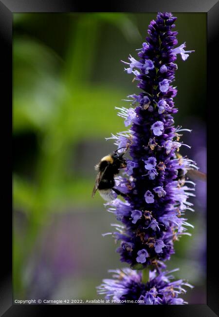 Pollination Dance: A Bumblebee's Delight Framed Print by Carnegie 42