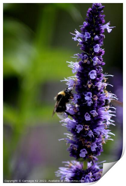 Pollination Dance: A Bumblebee's Delight Print by Carnegie 42