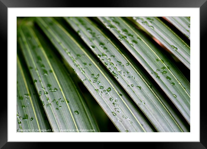 Dancing Palms in the Rain Framed Mounted Print by Carnegie 42