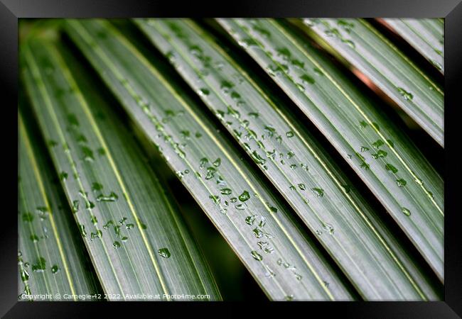 Dancing Palms in the Rain Framed Print by Carnegie 42