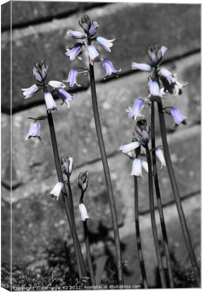 Contemporary Bluebell Mirage Canvas Print by Carnegie 42