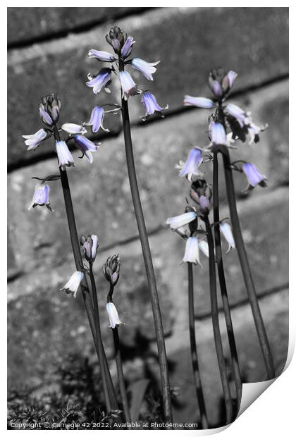 Contemporary Bluebell Mirage Print by Carnegie 42