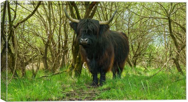 Black Highland Cow In The Woods Canvas Print by rawshutterbug 