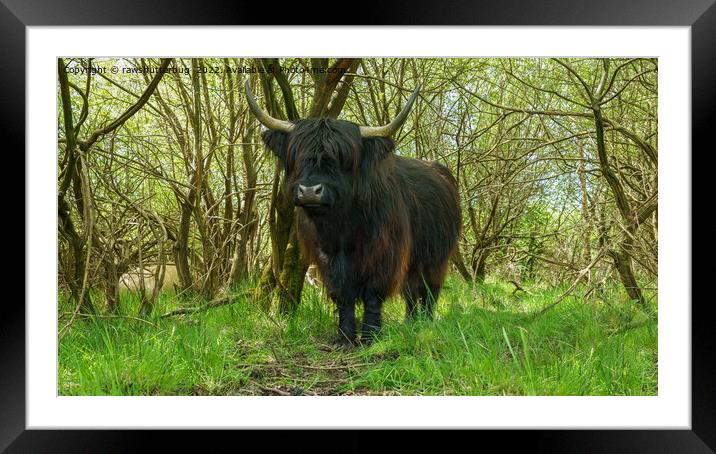 Black Highland Cow In The Woods Framed Mounted Print by rawshutterbug 