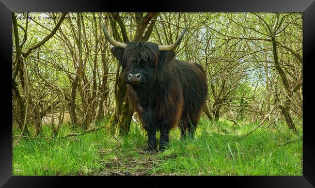 Black Highland Cow In The Woods Framed Print by rawshutterbug 