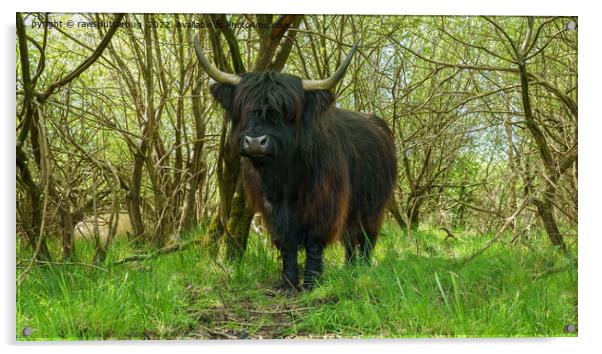 Black Highland Cow In The Woods Acrylic by rawshutterbug 