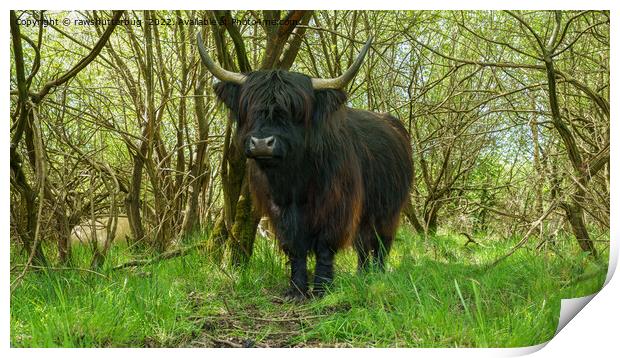 Black Highland Cow In The Woods Print by rawshutterbug 