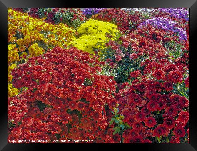 Chrysanthemums Framed Print by Laura Jarvis