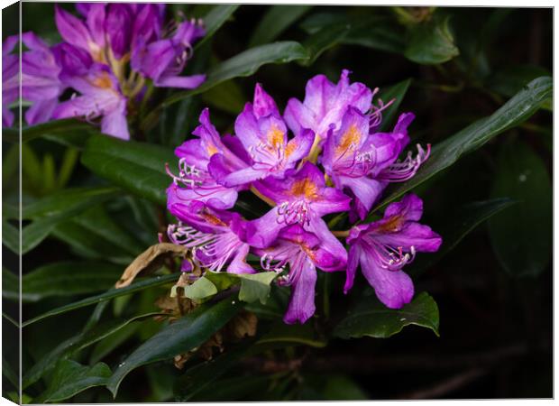 Rhododendron blossom Canvas Print by Gerry Walden LRPS