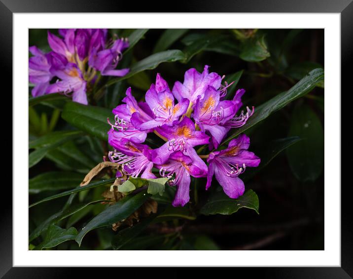 Rhododendron blossom Framed Mounted Print by Gerry Walden LRPS