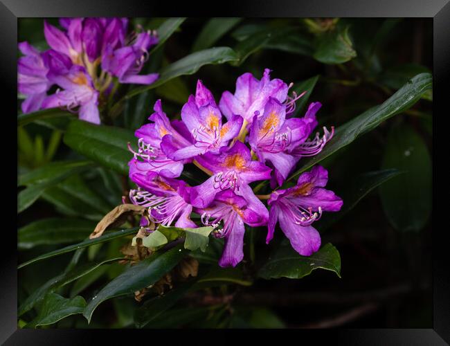 Rhododendron blossom Framed Print by Gerry Walden LRPS