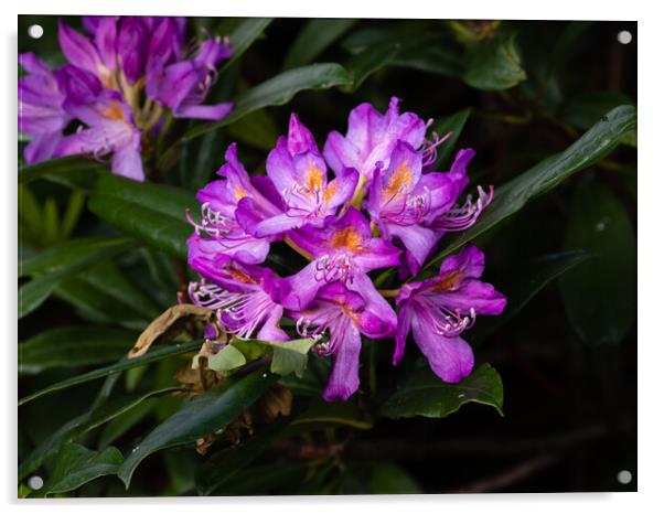 Rhododendron blossom Acrylic by Gerry Walden LRPS