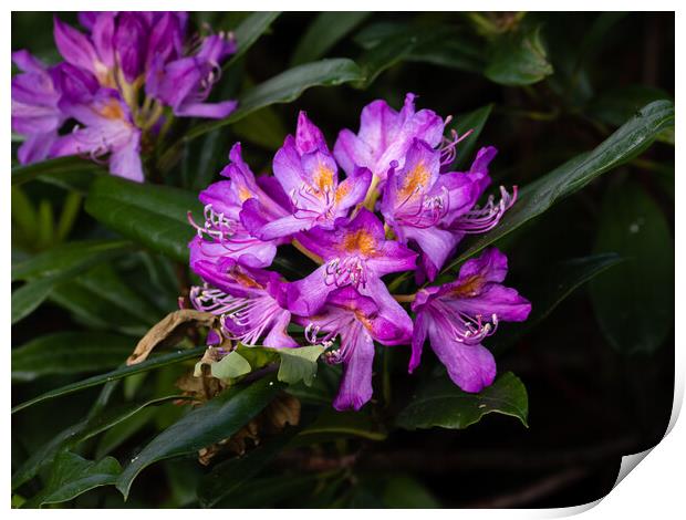 Rhododendron blossom Print by Gerry Walden LRPS