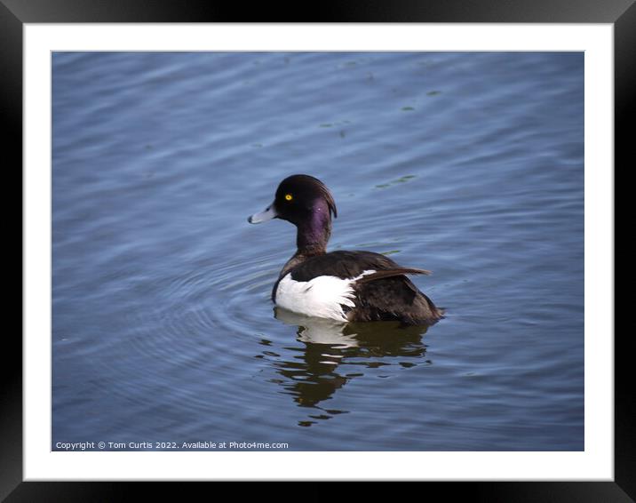 Tufted Duck Framed Mounted Print by Tom Curtis