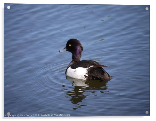 Tufted Duck Acrylic by Tom Curtis