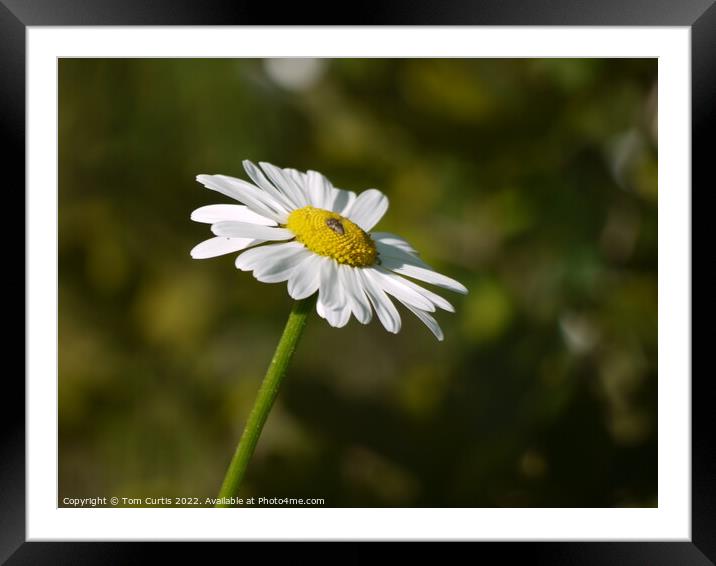 Oxeye Daisy Framed Mounted Print by Tom Curtis