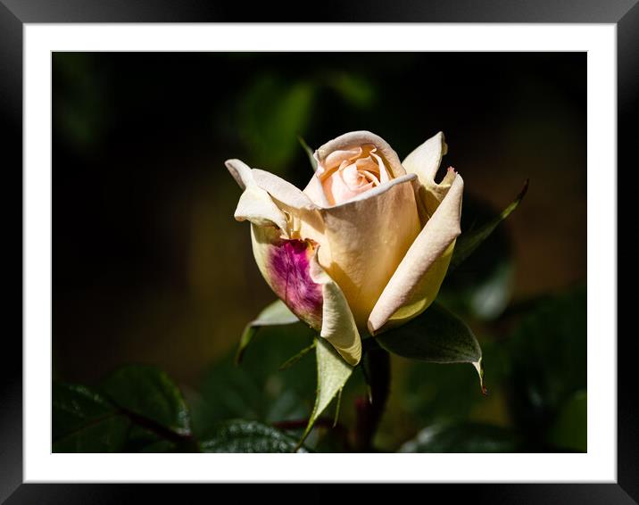 A blush of pink Framed Mounted Print by Gerry Walden LRPS