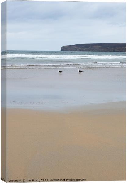 Dunnet Bay gulls Canvas Print by Kay Roxby
