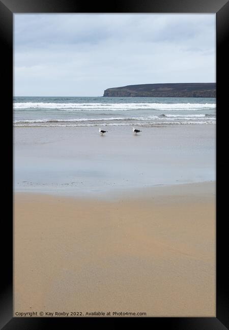 Dunnet Bay gulls Framed Print by Kay Roxby