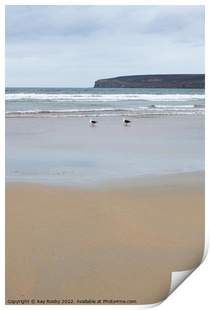 Dunnet Bay gulls Print by Kay Roxby