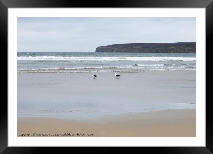 Dunnet Bay gulls Framed Mounted Print by Kay Roxby