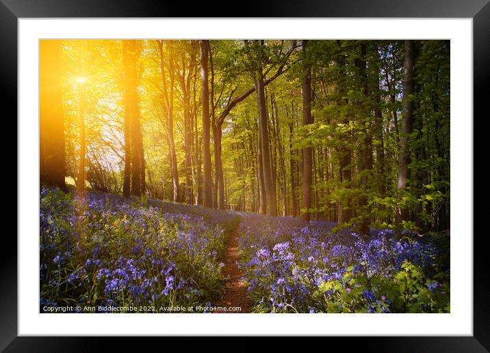 Bluebell forest at sunrise  Framed Mounted Print by Ann Biddlecombe