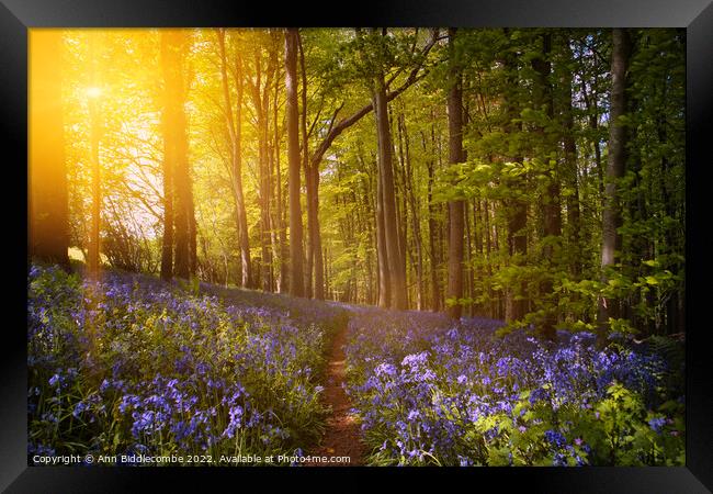 Bluebell forest at sunrise  Framed Print by Ann Biddlecombe